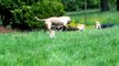 for sale 7 pups adba registerd american pit bull terriers 3 females left