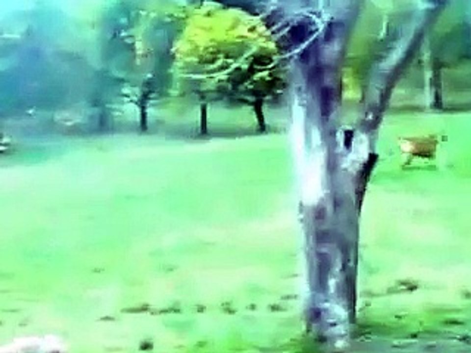 mastin napolitano jugando con rottweiler y pitbull