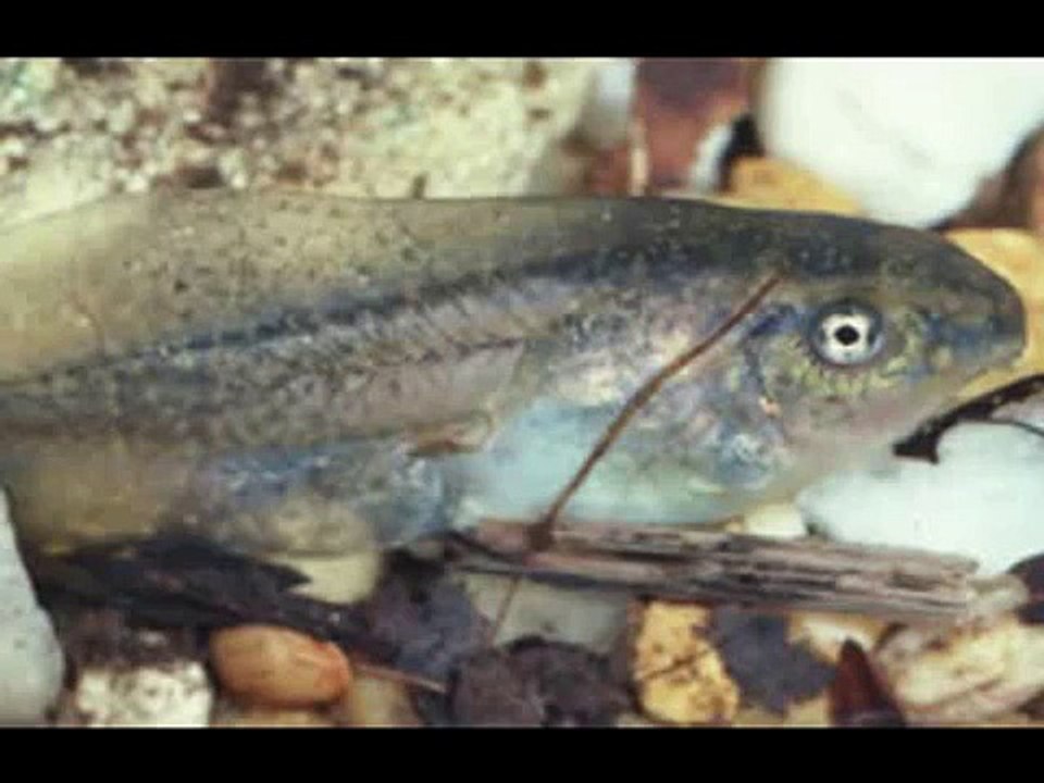 Barking Tree Frog Sounds