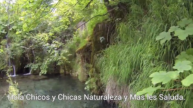 Remedio para la gripe / remedios caseros