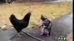 cat and hen animal  Funny Videos  cat comedy animal fighting hen