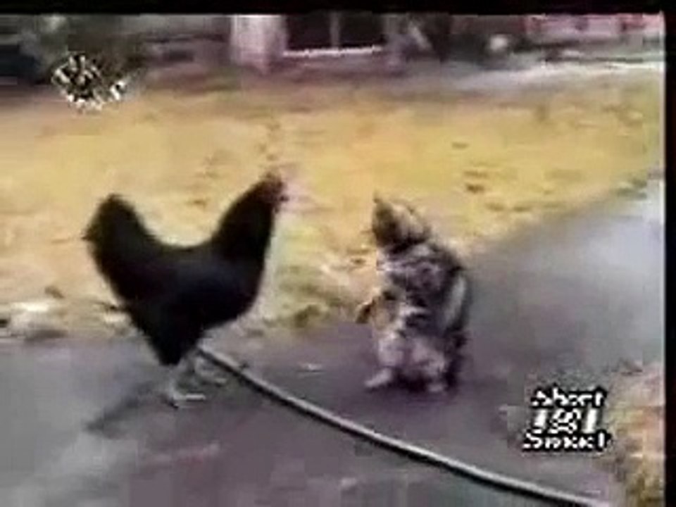 cat and hen animal  Funny Videos  cat comedy animal fighting hen