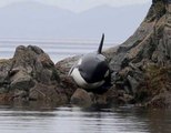 Mira el increíble rescate de una orca varada entre rocas