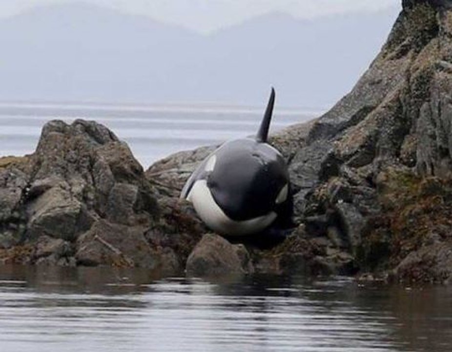 Mira el increíble rescate de una orca varada entre rocas