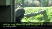Adopt a gorilla | western lowland gorilla | Animal adoption from just £3