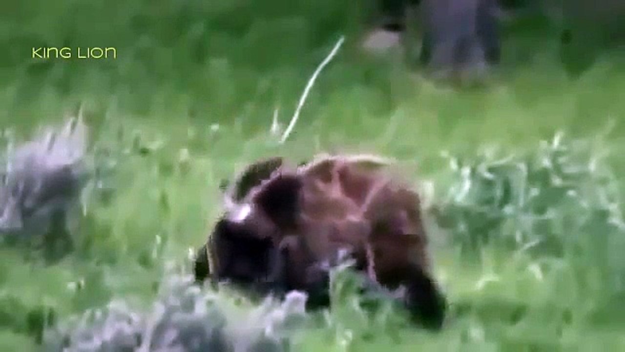 Documentary National Geographic - WildLife Animals Grizzly Bear Vs Wolf