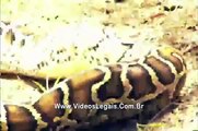 Píton X Jacaré: Invasão das cobras gigantes - 2