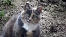 poes Jagho reageert op een video met kattengeluiden