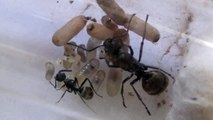Polyrhachis dives - first worker