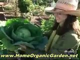 Organic Gardening - Growing Zucchini in Containers