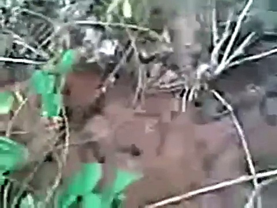 Werewolf caught on Camera