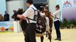 Holstein & Ayrshire Calf Showmanship at UK Dairy Expo.Judge Monique Rey