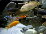 mixed african cichlid tank 150g led lighting