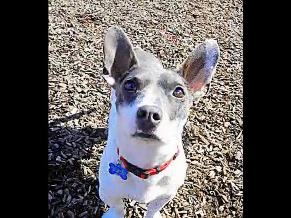 The Ears Have It - Deaf Dogs Rock