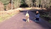 A Loyal Dog Waits While Kid Plays!