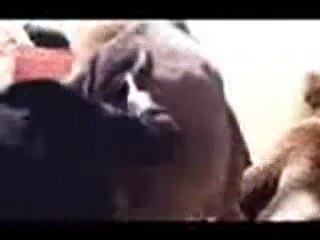 الجمل حيوان حقود جمل يقتل جمل