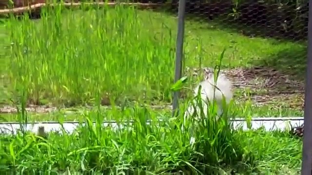 Silkie Chicks 3 Weeks Old Exploring the R