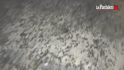 Spectaculaire invasion d'insectes dans un village de l'Essonne