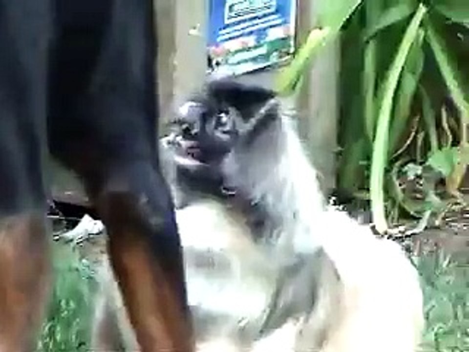And a Pekingese shall rule them all