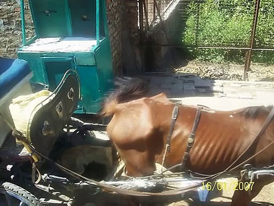 Stop paarden mishandeling!