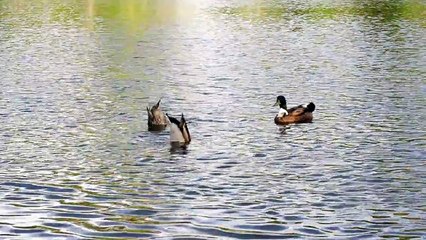 Dabbling ducks