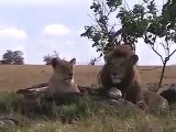 Natural Wild Life Lion Pride on game reserve in Kenya from Travel Kenya Travel