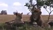 Natural Wild Life Lion Pride on game reserve in Kenya from Travel Kenya Travel