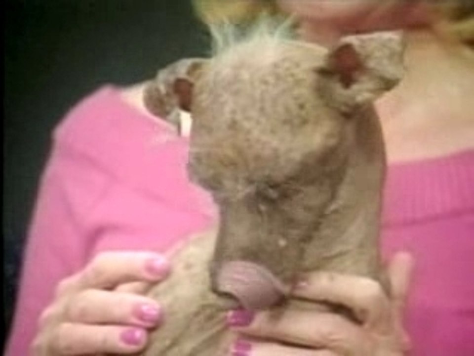 chien horrible