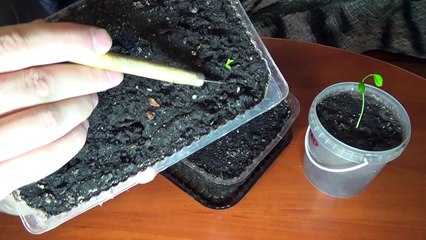 Всходят семена мандарина, помело (признаю свои ошибки)