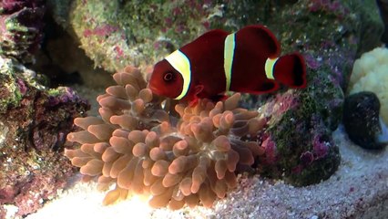 Maroon Clownfish Hosting Rose Bulb Tip Anemone