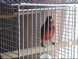 red canary bird singing - roter singender Kanarienvogel
