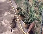 cat catch bird