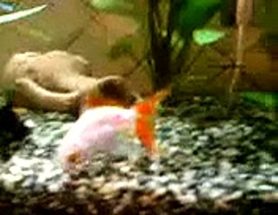 il mio primo acquario 63lt, betta,scalare,platy,lebistes.avi