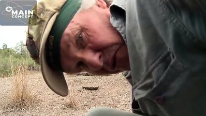 JV, John Varty and male lion