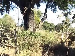 Chasing Leopard - Legadema cubs father