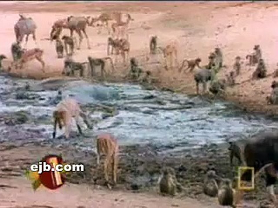 Big fight between Monkey and Crocodile Never give up