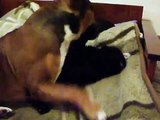 СОБАЧЬЯ НЕЖНОСТЬ - dog tenderness (Собака vs кот)