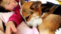 Babies and Animals Sleeping Together Compilation 2014 [NEW HD]