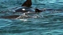 Du lịch Nam Phi - Ngắm cá voi ở Hermanus