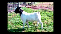 MAX Boer Goats IMAX HOT MALE ~ SOLD