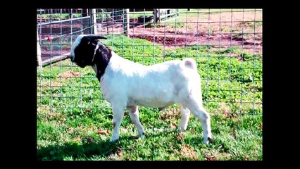 MAX Boer Goats IMAX HOT MALE ~ SOLD