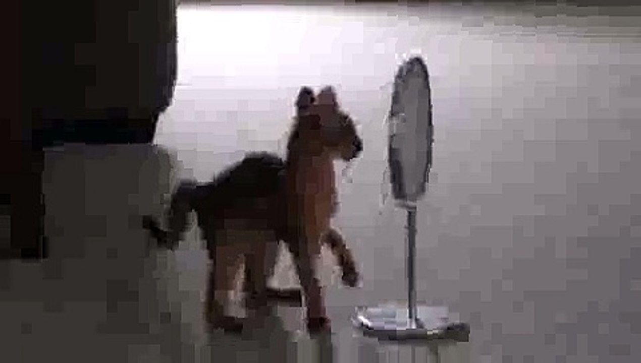 Kitten Finds Mirror(ipad)