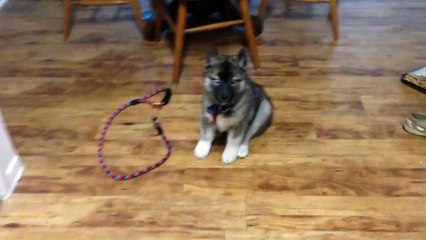 Training 10 week old Siberian Husky