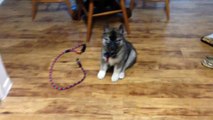 Training 10 week old Siberian Husky