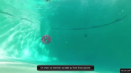 Un chien va chercher sa balle au fond d'une piscine