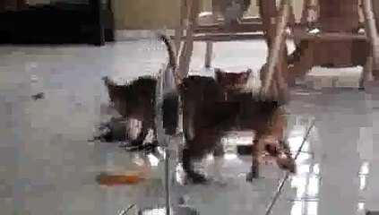 Kitty vs. Mirror