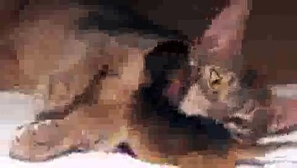 Newborn Kitten's First Bath - Precious Moments!(ipad)