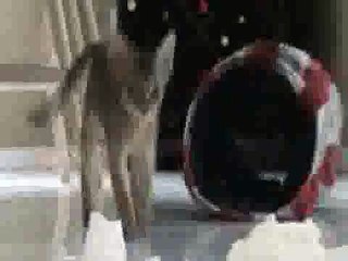 Aby Kittens Playing with Toilet Paper(ipad)