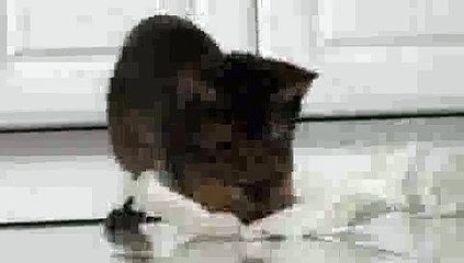 Abyssinian Cat Lazer Pounce!!