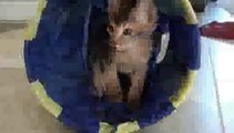 Abyssinian Kitten Playing in Cat Tunnel(ipad)